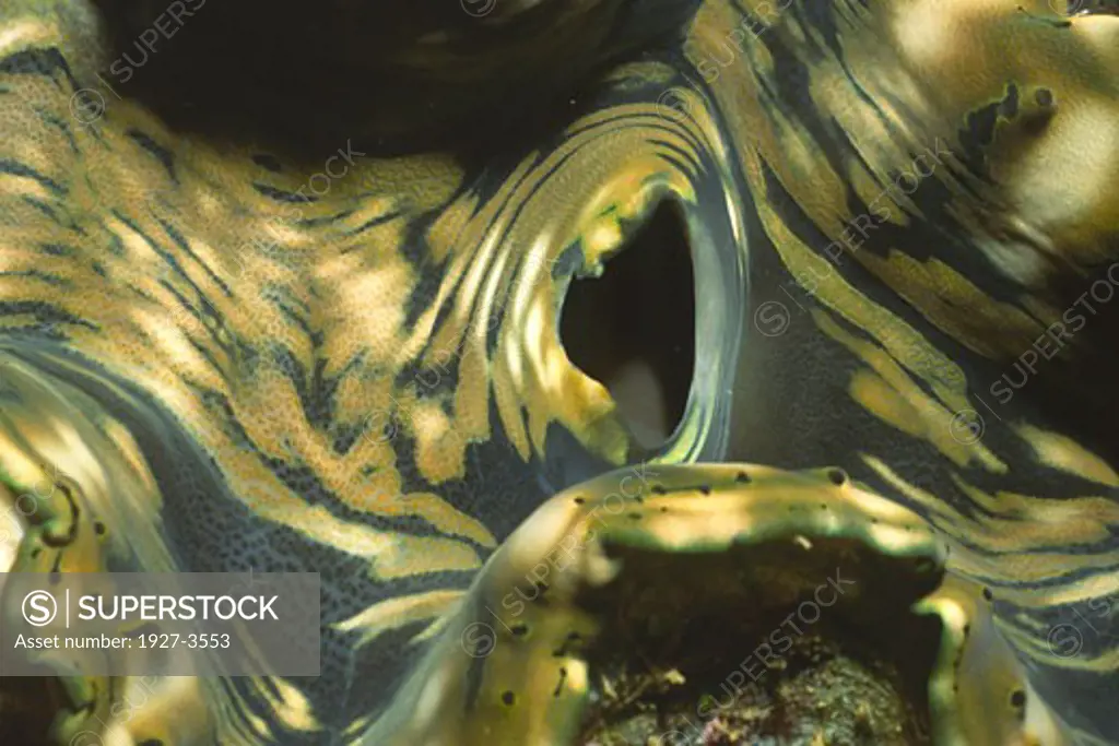 Giant Clam siphon Tridnaca sp  Fiji