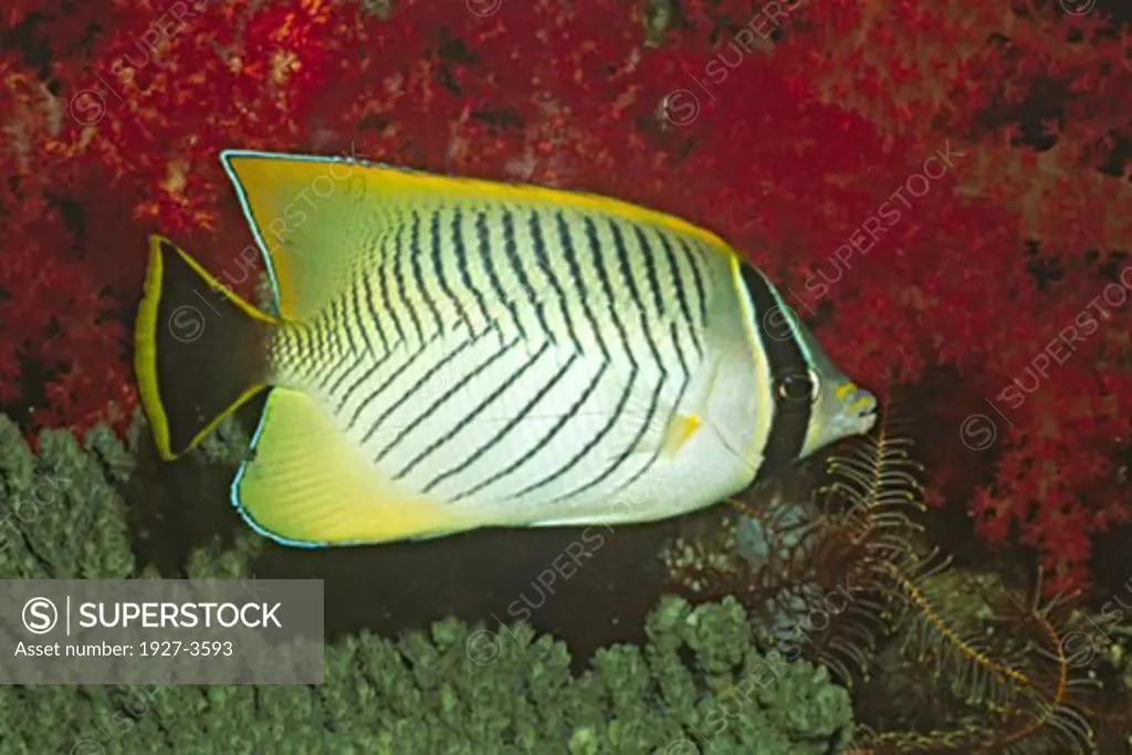 Chevroned Butterflyfish Chaetodon trifascialis Fiji