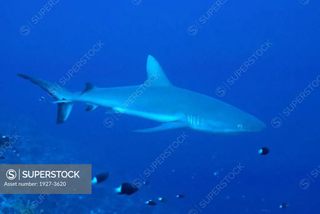 Gray Reef Shark swims along the reef edge Carcharhinus amblyrhynchos Palau  Micronesia