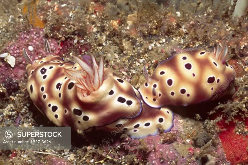 Nudibranchs mating Risbecia tryoni Lembeh Straits  Indonesia