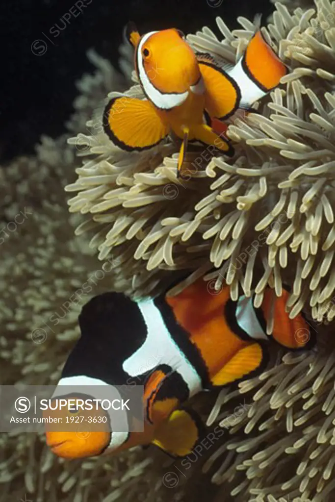 Pair of Clown Anemonefish in Sea Anemone Amphiprion percula Lembeh Straits  Indonesia