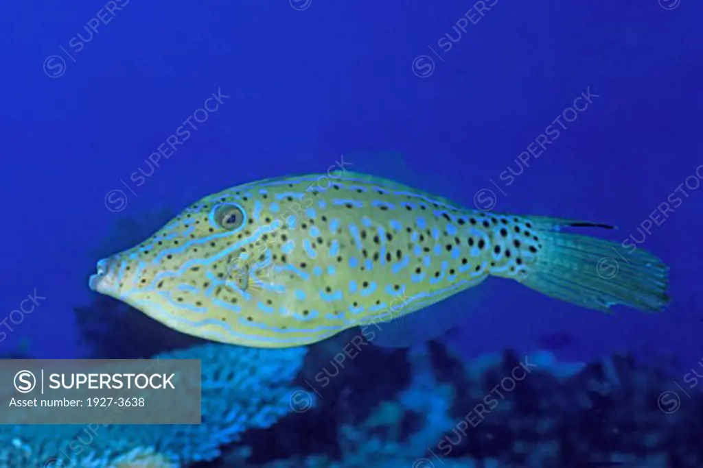 Scrawled Filefish Aluterus scriptus Lembeh Straits  Indonesia
