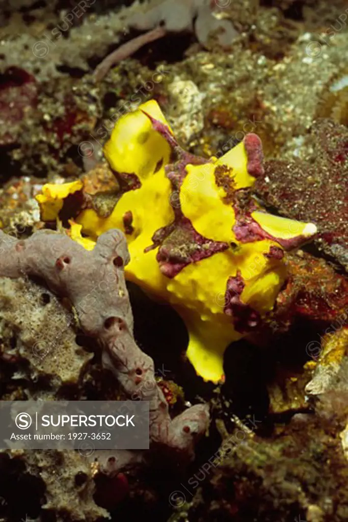 Warty Frogfish Antennarius maculatus Lembeh Straits  Indonesia