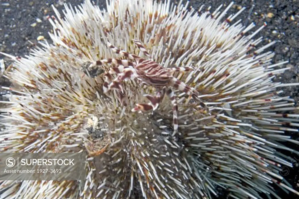 Urchin Crab in Sea Urchin Uranoscopus adamsii Lembeh Straits  Indonesia Lembeh Straits  Indonesia