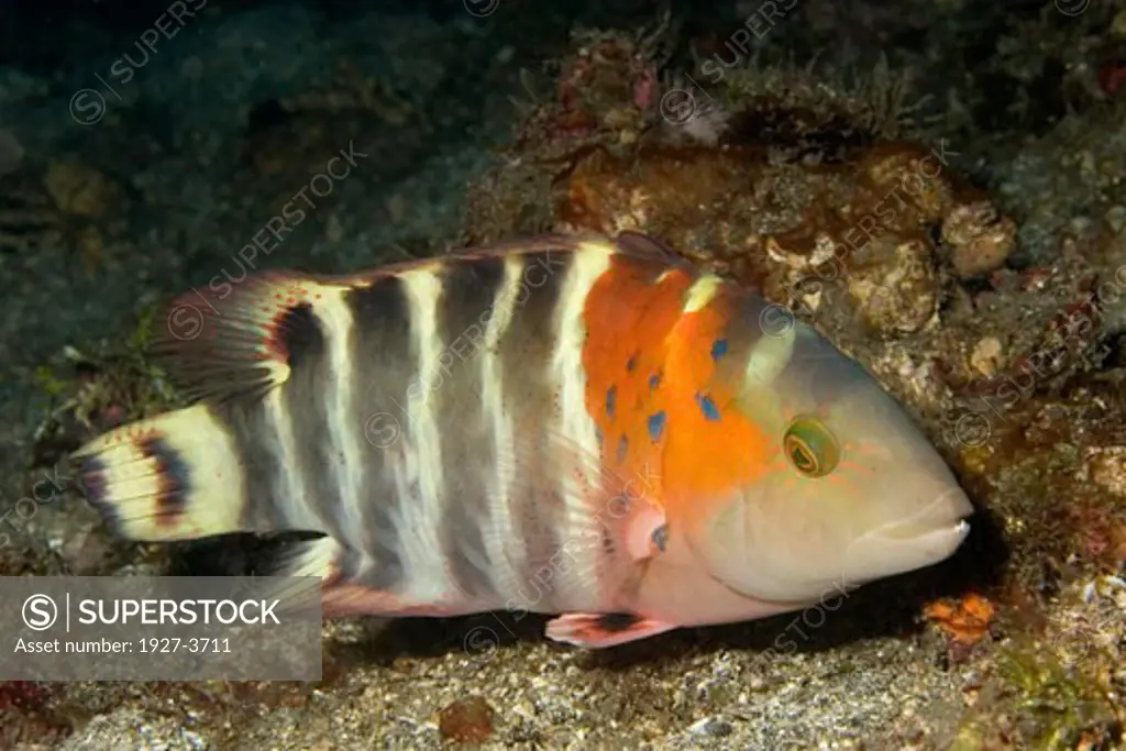 Redbreaasted Wrasse Cheilinus fasciatus Lembeh Straits  Indonesia