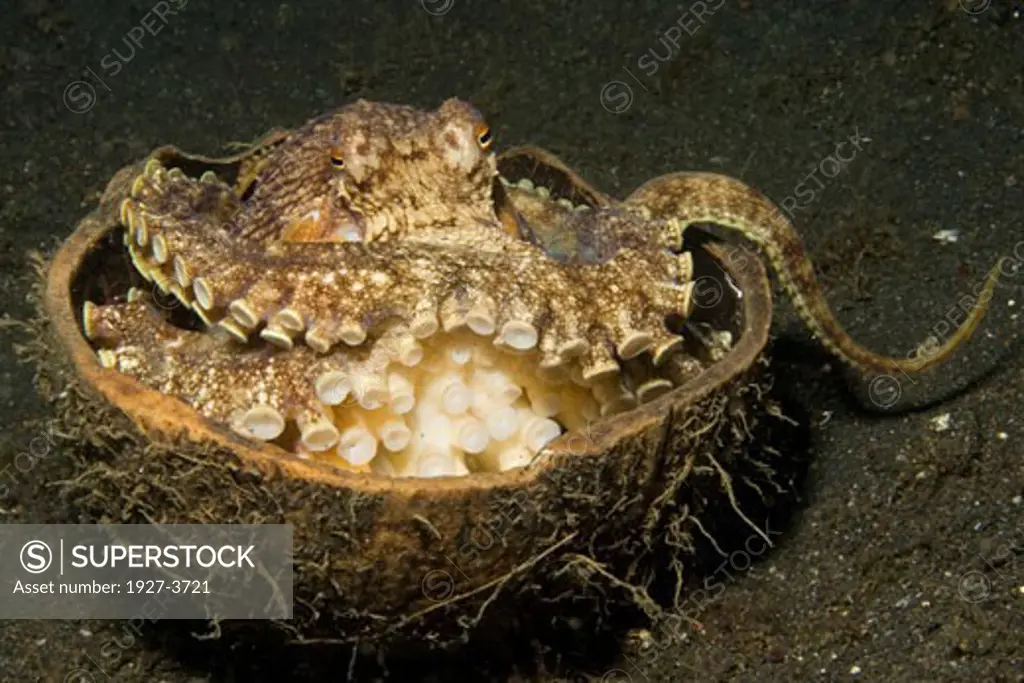 Veined Octopus aka Coconut Shell Octopus lives in old COconut shell Octopus marginatus Lembeh Straits  Indonesia