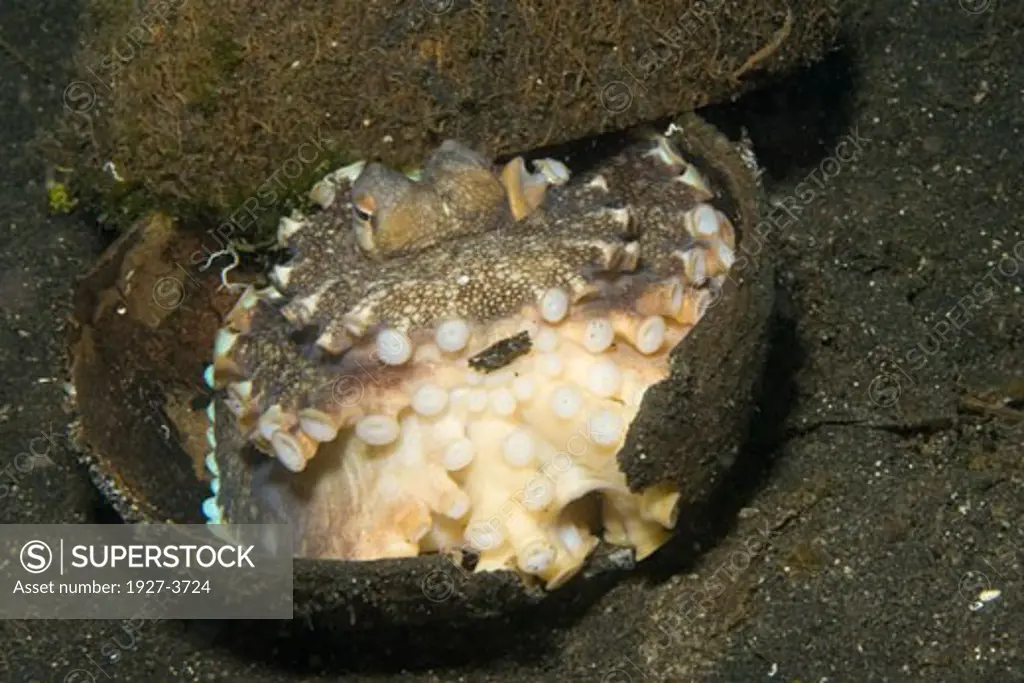 Veined Octopus aka Coconut Shell Octopus in its Coconut shell home Octopus marginatus Lembeh Straits  Indonesia