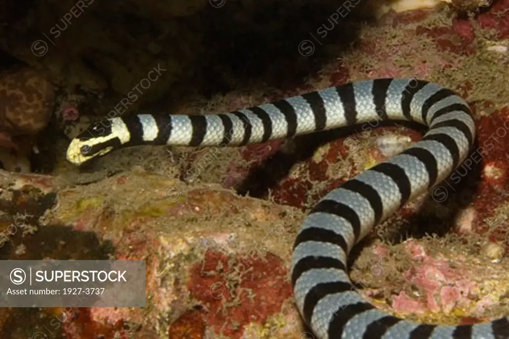 Banded Sea Krait Snake deadly poisonous bite Laitcauda colubrine Lembeh Straits  Indonesia
