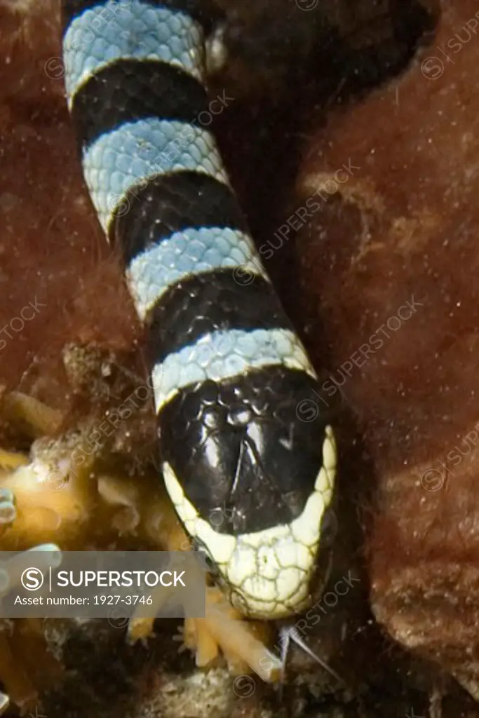 Banded Sea Krait Snake flicking its tongue as it hunts deadly poisonous Latirauda colubrina Lembeh Straits  Indonesia