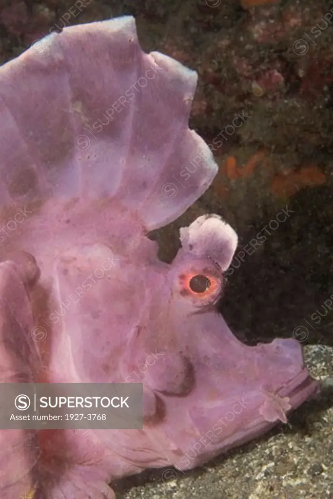 Weedy Scorpionfish closeup Rhinopias frondosa Lembeh Straits  Indonesia