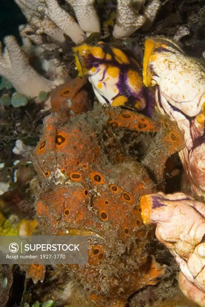 Frogfish sits amoung Tunicates Antennarius sp  Lembeh Straits  Indonesia