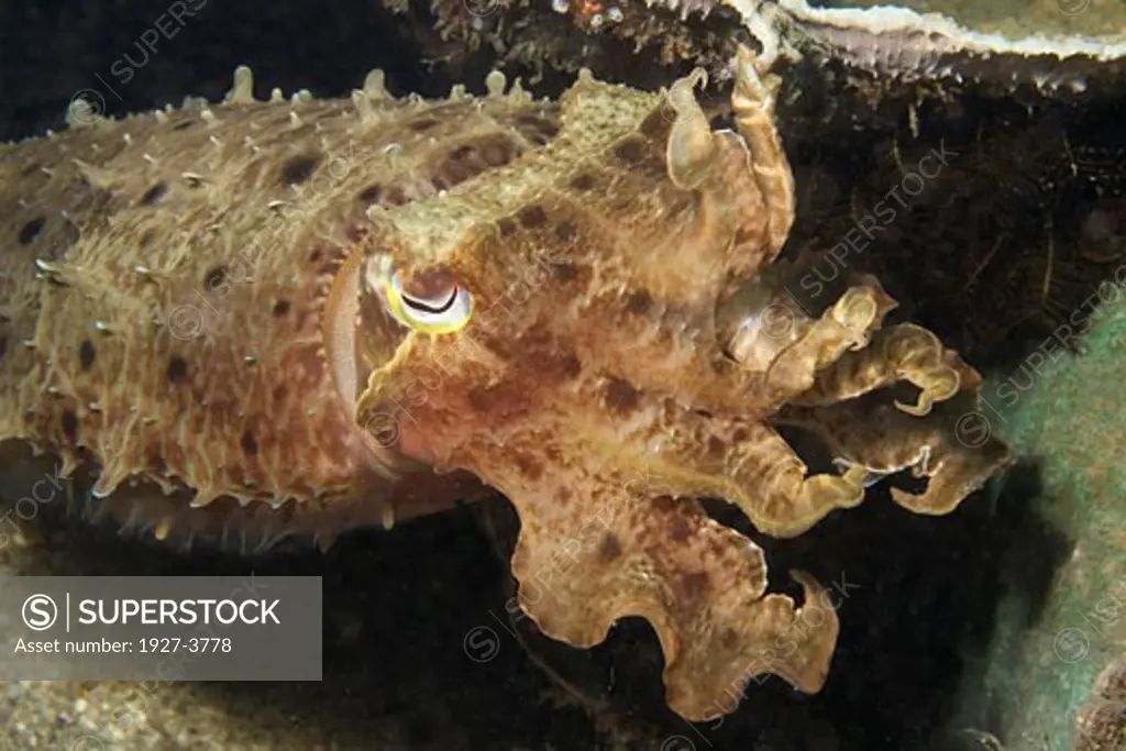 Boardclub Cuttlefish with tenacles raised closeup Sepia latimanus Lembeh Straits  Indonesia