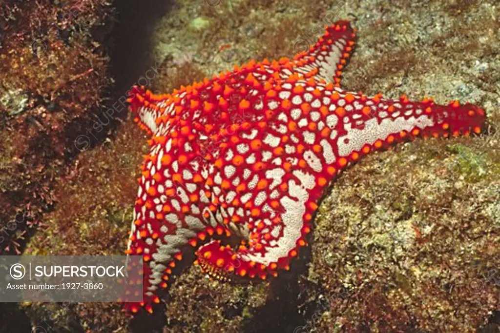 Panamic Cushion Star Pentaceraster cummingi Gulf of California  Mexico
