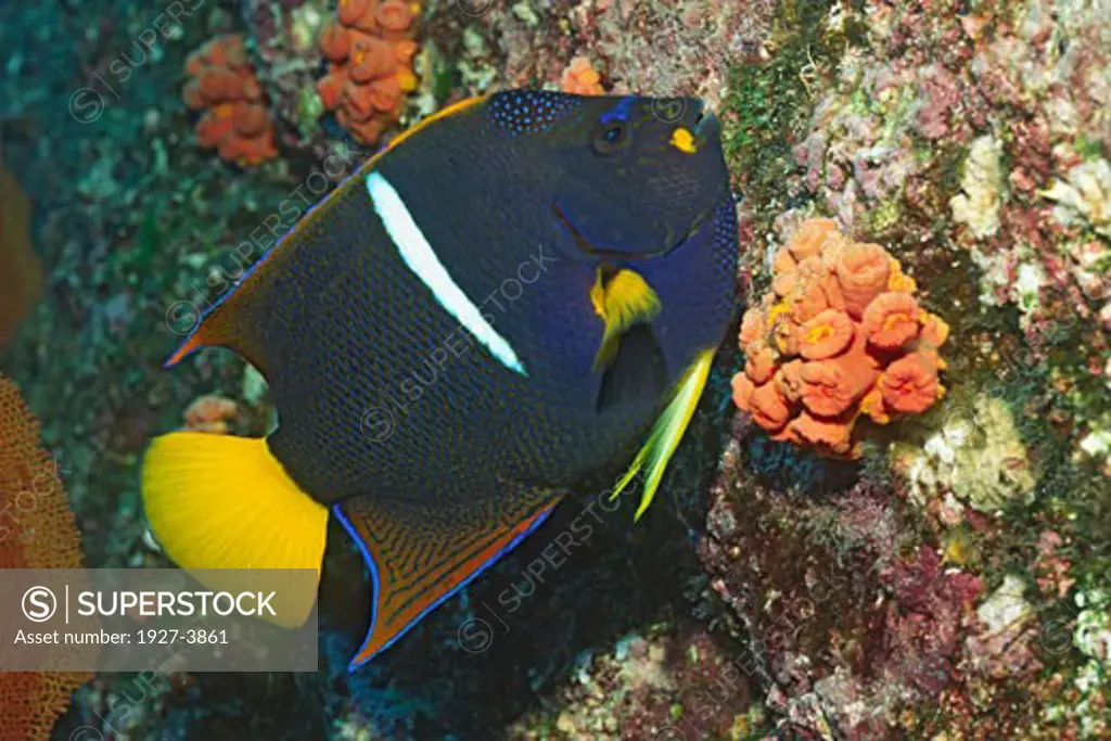 King Angelfish Holacanthus passer Gulf of California  Mexico