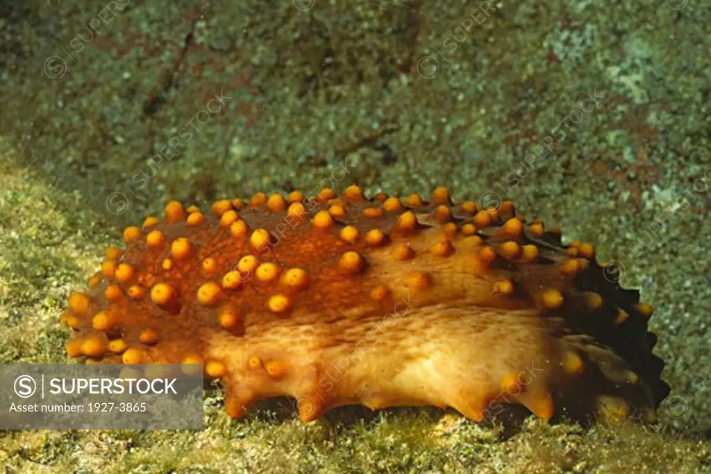 Giant Sea Cucumber Isostichopus funcus Gulf of California  Mexico