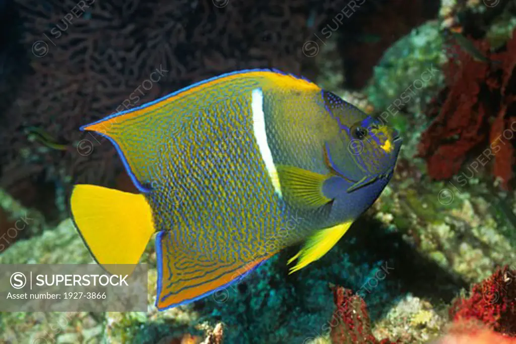 King Angelfish juvenile form Holacanthus passer Gulf of California  Mexico