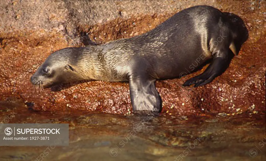 Very young Californa Sea Lion pup plays at water s edge Zalophus californianus Gulf of California  Mexico