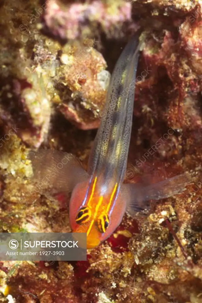 Redhead Goby Elacatinus puncticulatus Gulf of California  Mexico