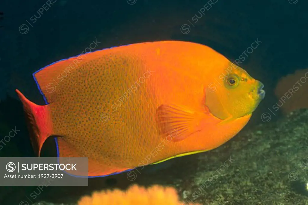 Clarion Angelfish Holacanthus clarionensis Gulf of California  Mexico