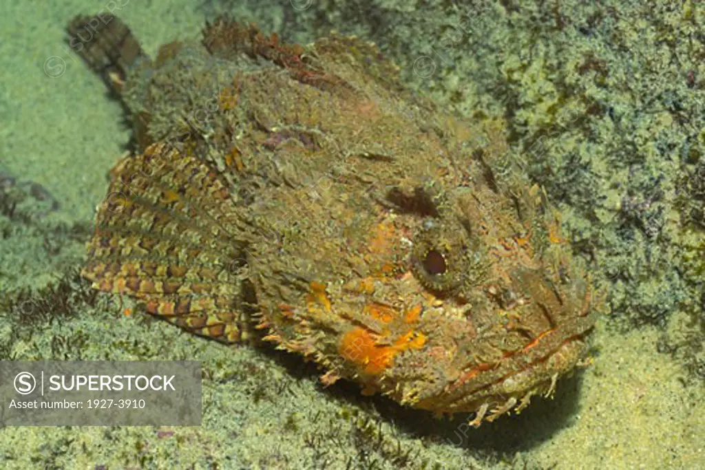 Stone Scorpionfish Scorpaena mystes Gulf of California  Mexico