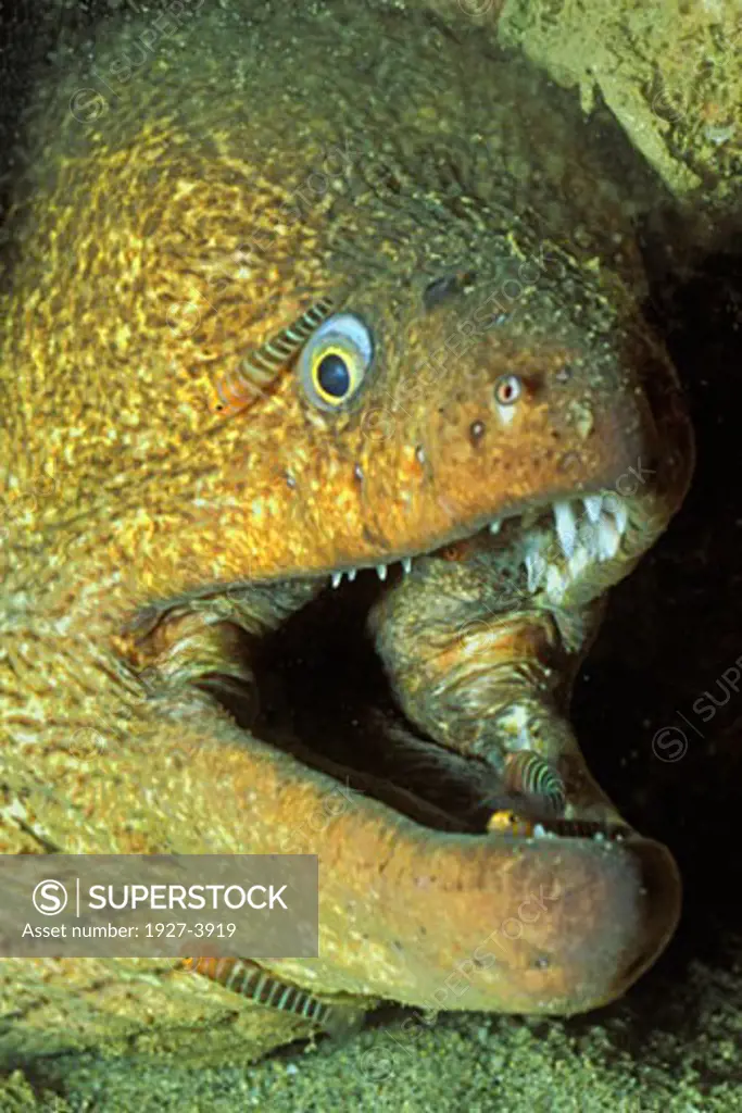 Panamic Green Moray Eel being cleaned by Widebanded Cleaner Gobys closeup Gymnothorax castaneus by Elacatinus sp  Gulf of California  Mexico