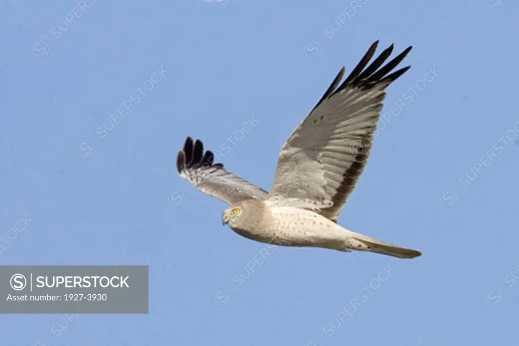Northern Harrier in flight male Circus cyaneus Back Bay Reserve  Calaifornia
