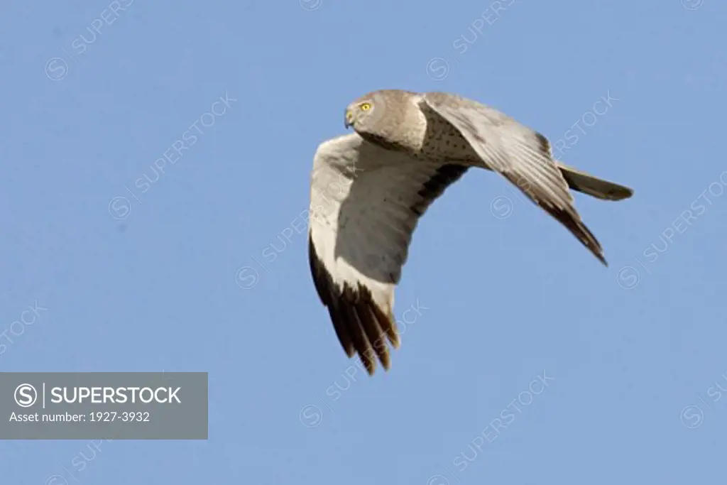 Northern Harrier in flight male Circus cyaneus Back Bay Reserve  California