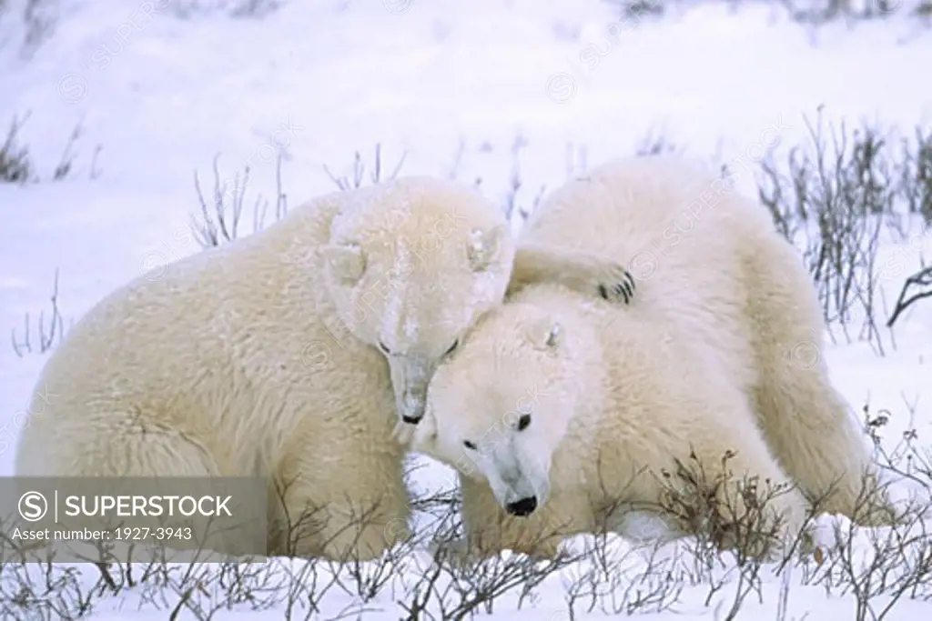 Polar Bears Ursus maritimus Churchill  Canada
