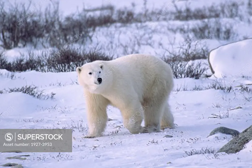 Polar Bear Ursus maritimus Churchill  Canada