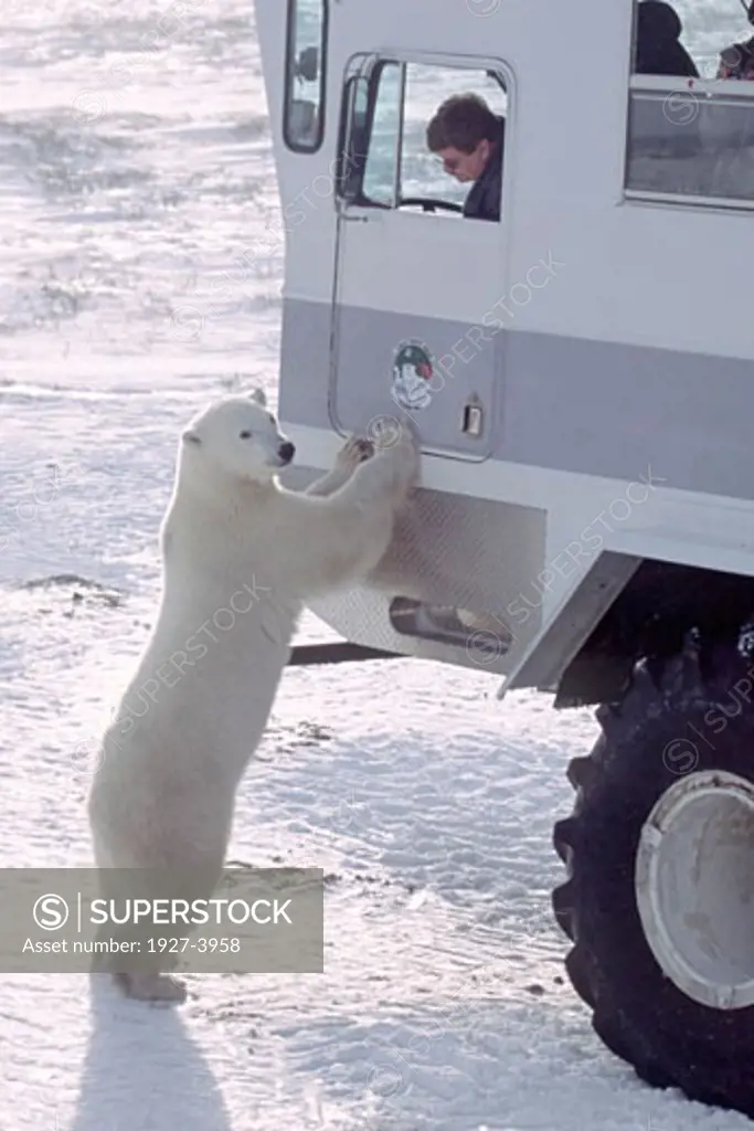 Tundra Buggy diver looks out of window at Polar Bear with paws on the buggy Ursus maritimus Churchill  Canada