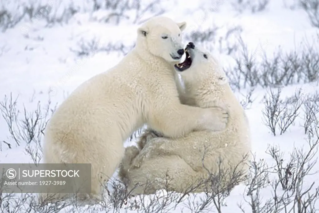 Polar Bears play fighting Ursus maritimus Churchill  Canada