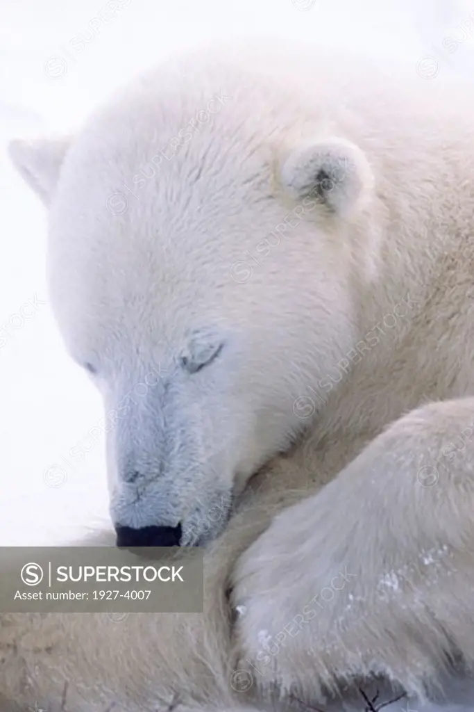 Polar Bear sleeping closeup Ursus maritimus Churchill  Canada
