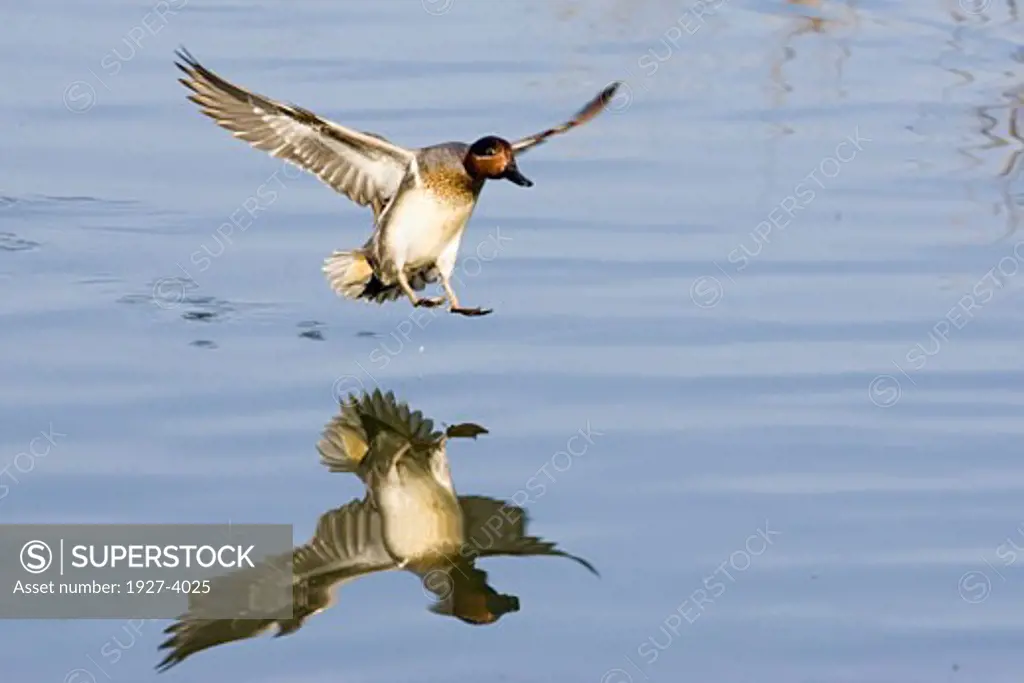 Green winged Teal Duck landing with full reflection male Anas crecca Back Bay Reserve  California