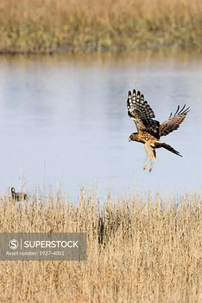 Northern Harrier with legs down about to attack a Coot Circus cyaneus Back Bay Reserve  California