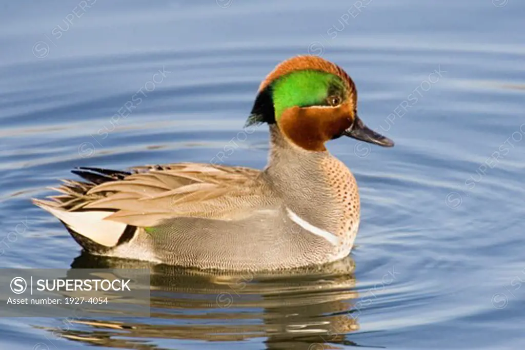 Male Green winged Teal Duck with head feathers raised in back as part of courtship display Anas crecca Back Bay Reserve  California