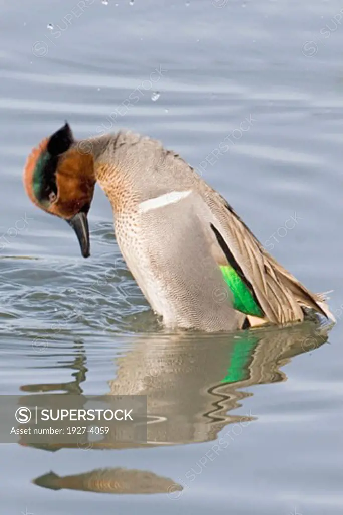 Male Green winged Teal Duck in courtship display Anas crecca Back Bay Reserve  California