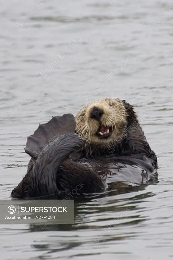 California Sea Otter resting Enhydra lutris Elkhorn Slough  California