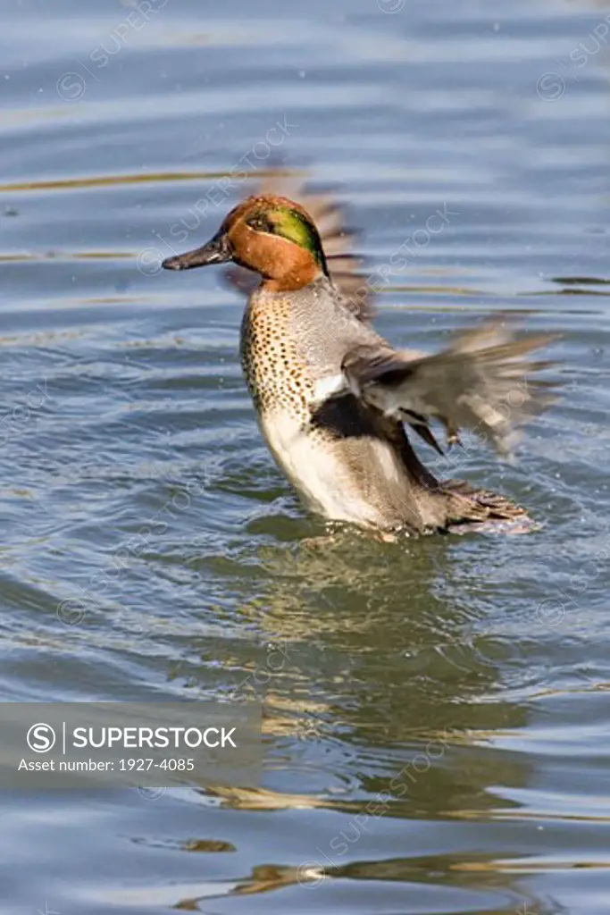 Green winged Teal Ducik flapping its wings Anas crecca Back Bay Reserve  California