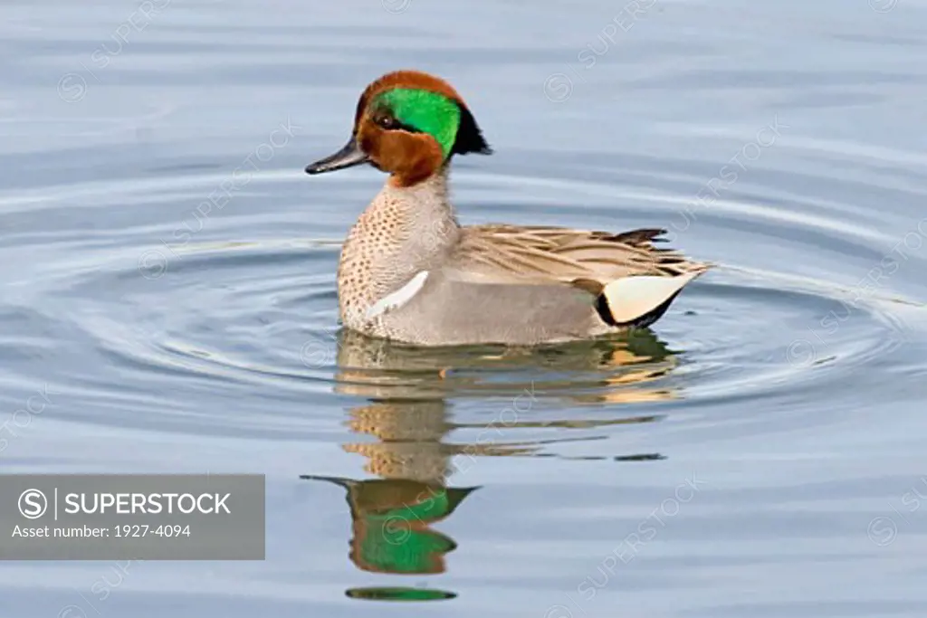 Green winged Teal Duck with head feathers up in courtship display male Anas crecca Back Bay Reserve  California
