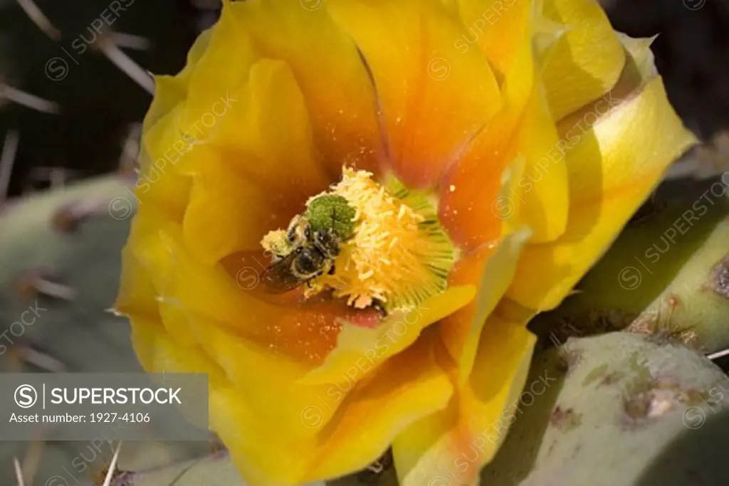 Coastal Prickly Pear Cactus flower being pollenated by a Honey Bee Opunita littoralis Southern California