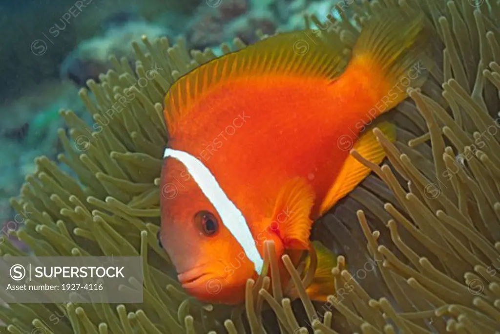 Tomato Clownfish Amphiprion frenatus Solomon Islands