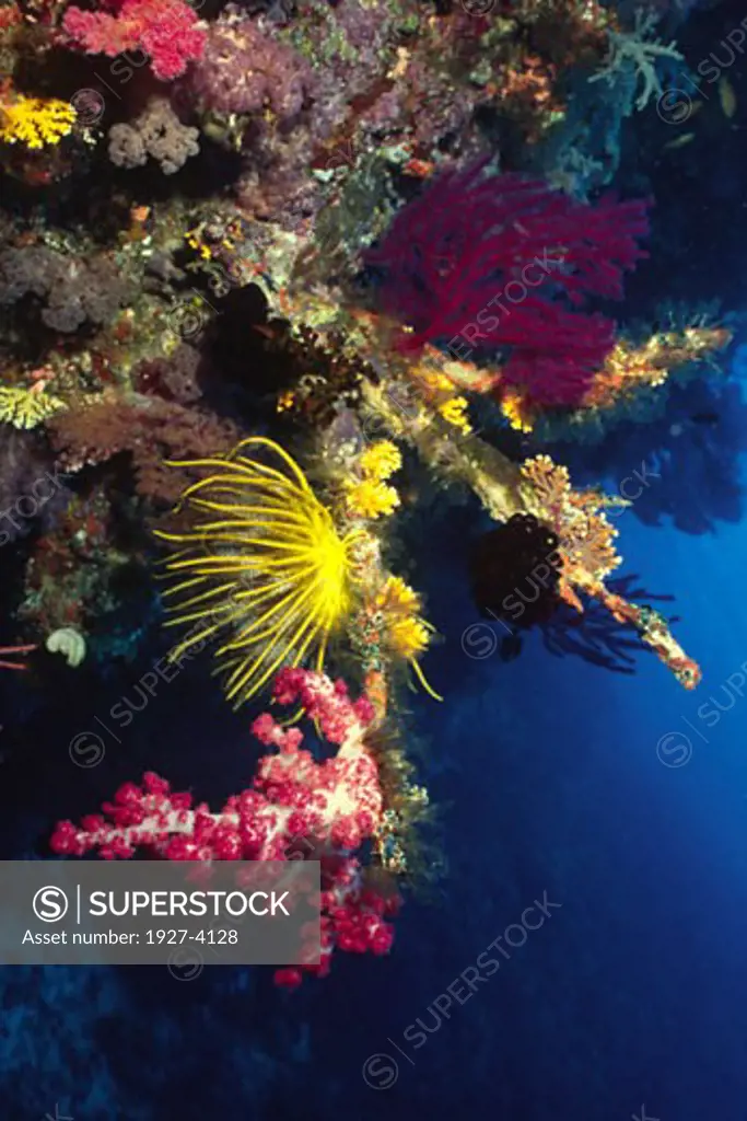 Reef scene with Soft Coral  Crinoids and Sea Fans Solomon Islands