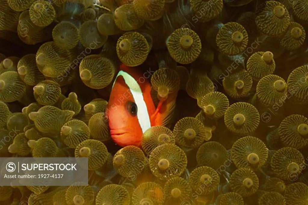 Tomato Clownfish in Bulb Tenacle Sea Anemone Amphiprion frenatus in Entacmaea quadricolor Solomon Islands