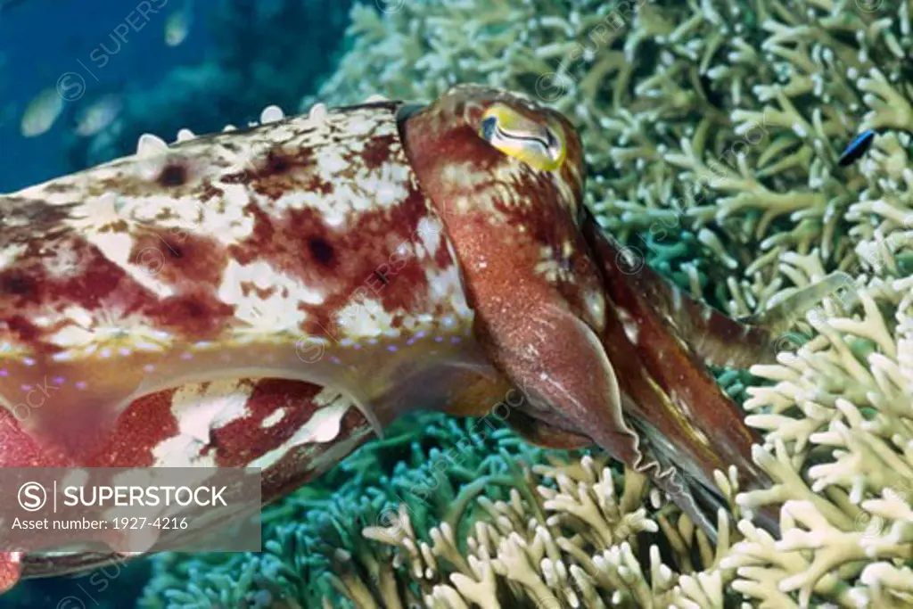 Broadclub Cuttlefish female desposits her eggs deep into the coral for protection Sepia latimanus Solomon Islands