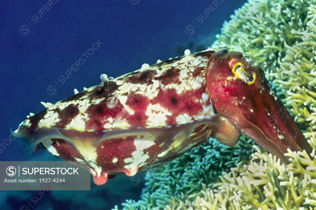 Broadclub Cuttlefish female uses tenacles to insert eggs into coral for protection Sepia latimanus Solomon Islands