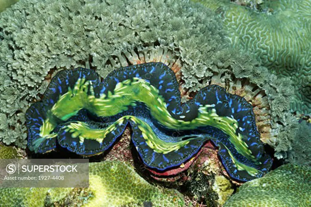Giant Clam Tridacna maxima Solomon Islands