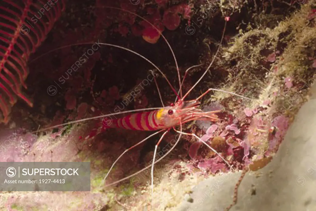 Cave Shrimp Parhippolyte mistice Solomon Islands
