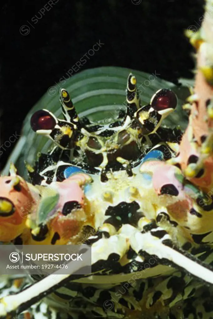 Ornate Spiny Lobster headon closeup Panulirus ornatus Papua New Guinea
