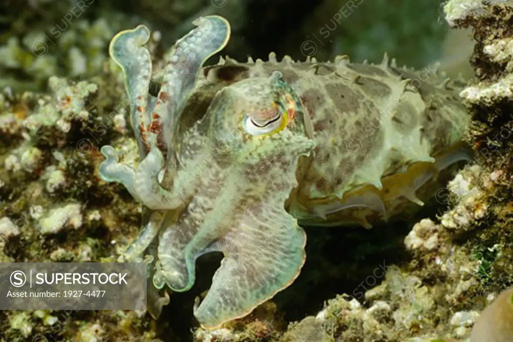 Broadclub Cuttlefish with tenacles raised Sepia latimanus Papua New Guinea