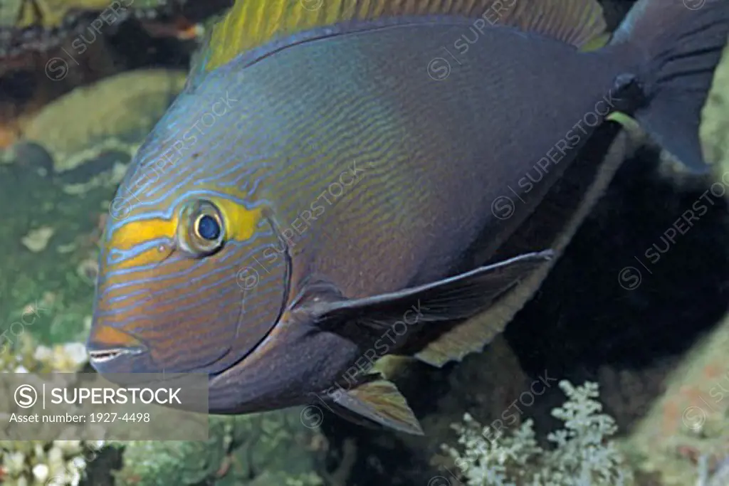 Eyestripe Surgeonfish closeup Acanthuns dussumien Papua New Guinea